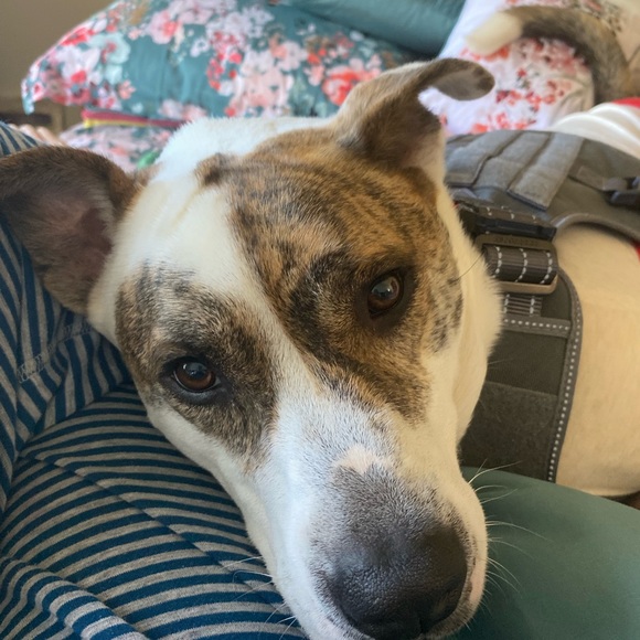 Meet your Posher, Judy - Picture 4 of 10